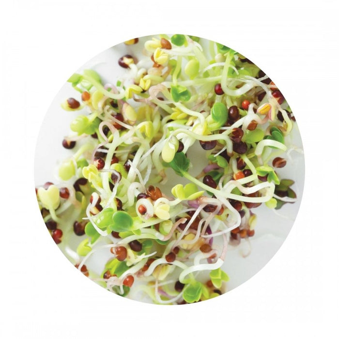 Organic High Health Combo Seeds for Sprouting 100g - The Health Shop