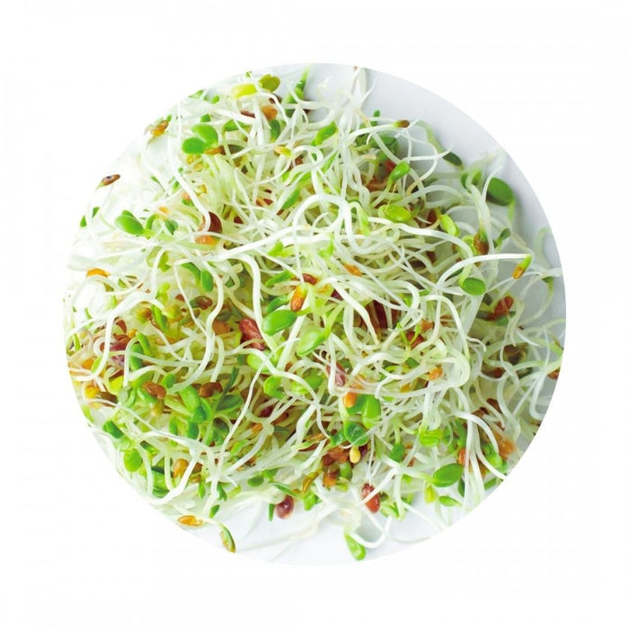 Organic Energy Mix Seeds for Sprouting 100g - The Health Shop