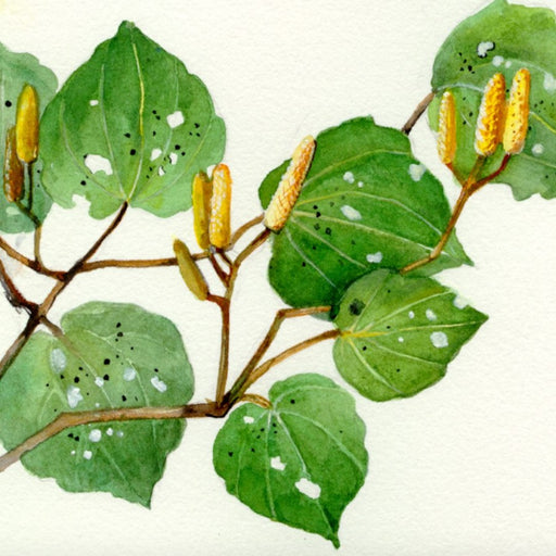 Self Heal Kawakawa Cream 50g