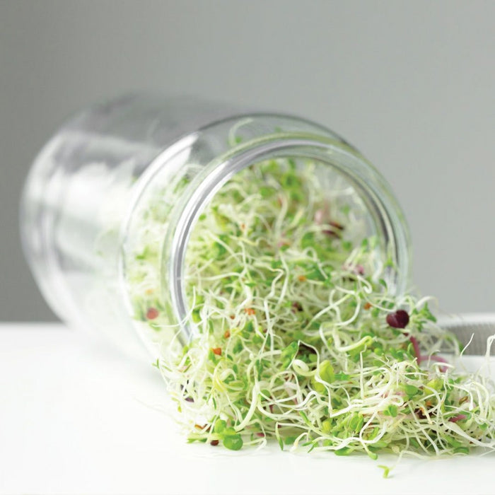 Sprouting Jar