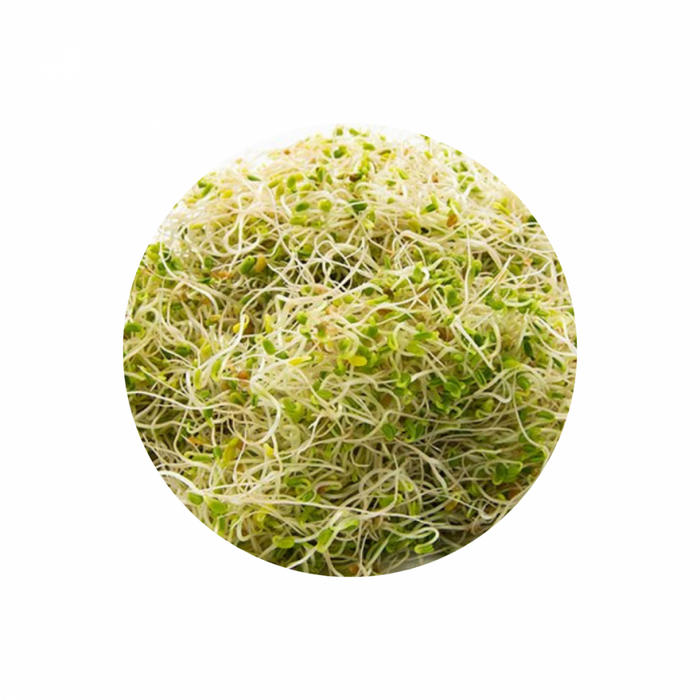 Organic Alfalfa Seeds for Sprouting 100g