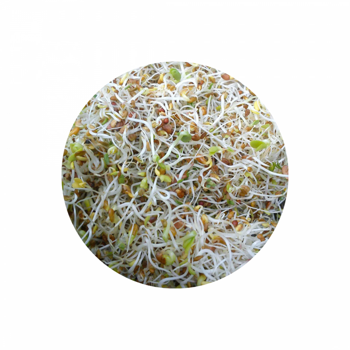 Organic Energy Mix Seeds for Sprouting 100g