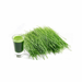 OneEarth 100% Organic NZ Barley Grass 100g - The Health Shop