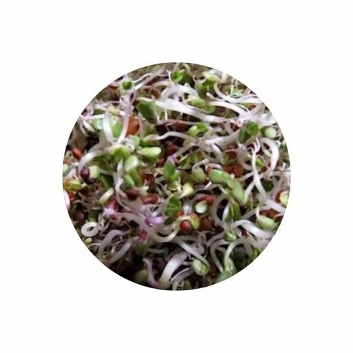 Organic High Health Combo Seeds for Sprouting 100g - The Health Shop